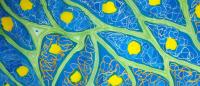an image of cells